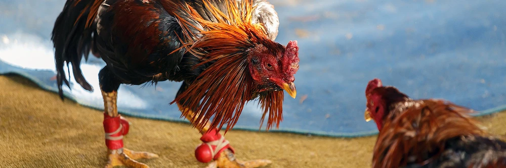 Evaluate the basic parameters of the fighting cock
